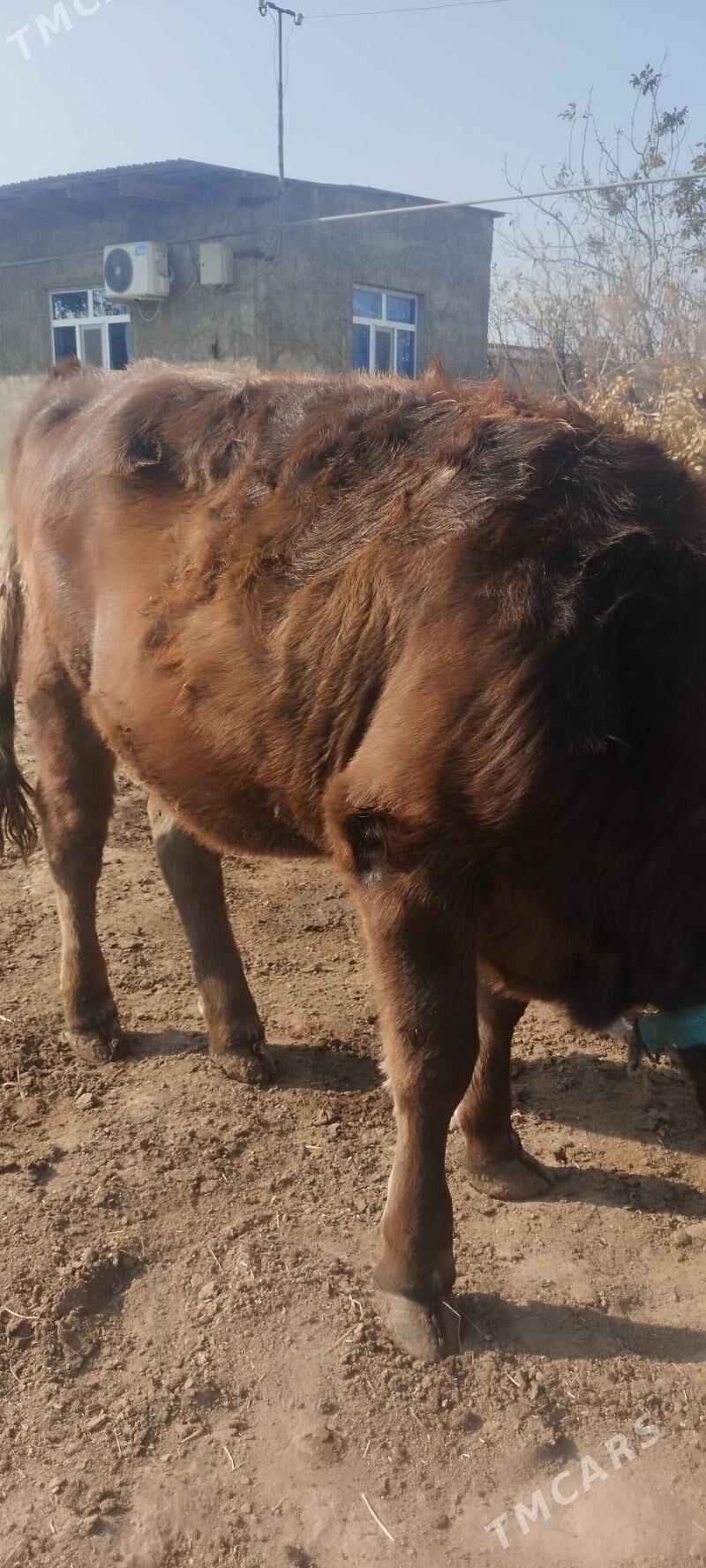 Tuwe - Кëши - img 5