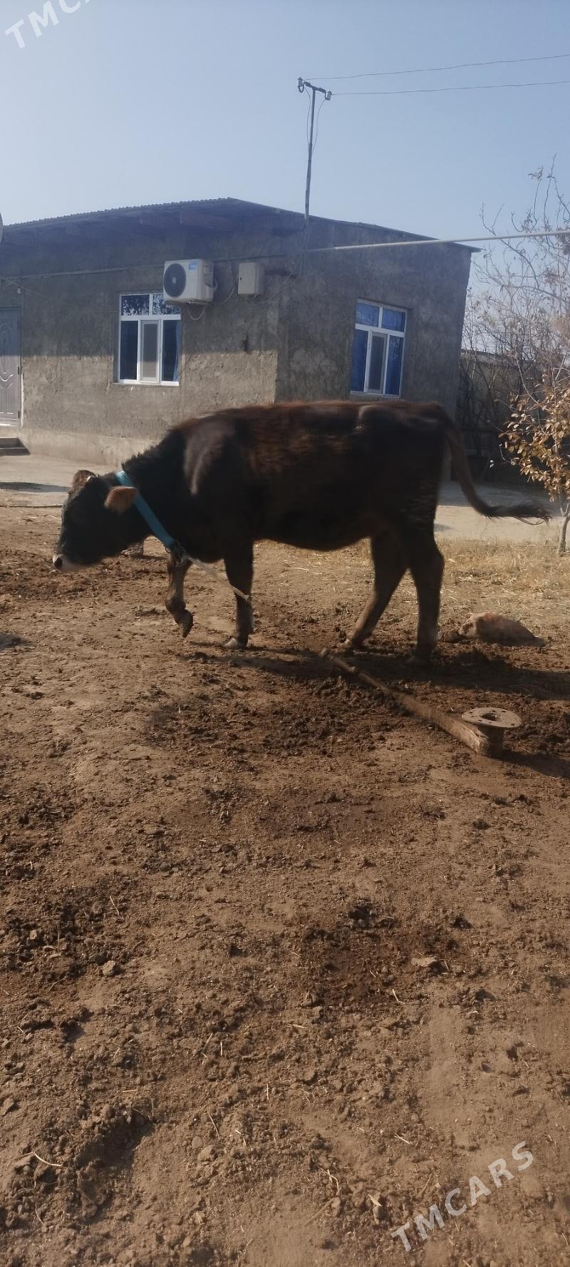 Tuwe - Кëши - img 10