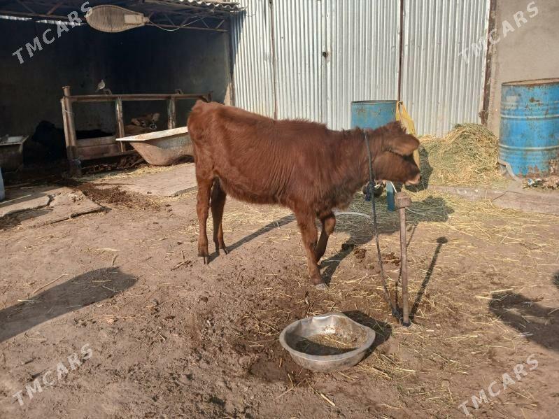 gole - Ýalkym - img 2