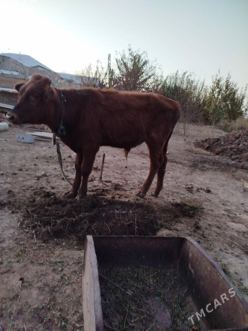 okuz tuwe - Байрамали - img 5