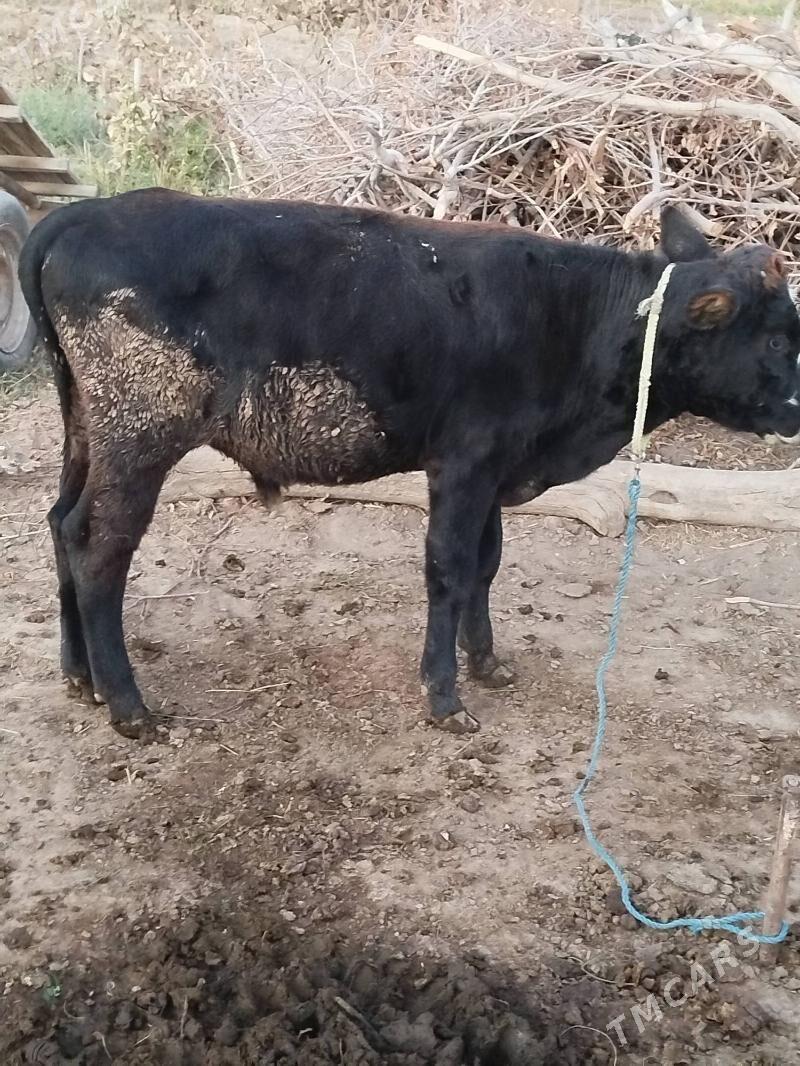 okuz tuwe - Байрамали - img 7