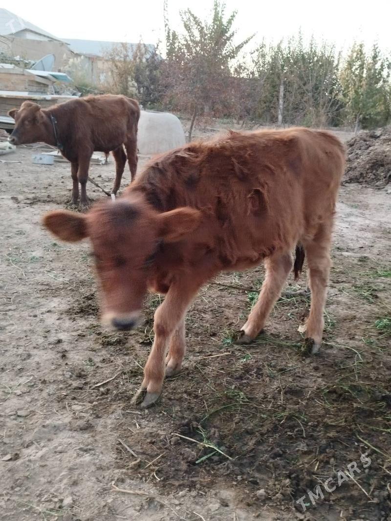 okuz tuwe - Байрамали - img 3