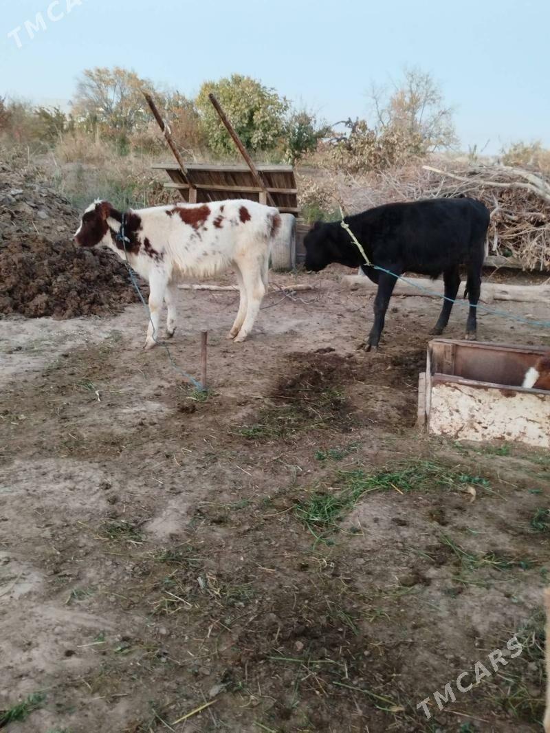 okuz tuwe - Байрамали - img 2