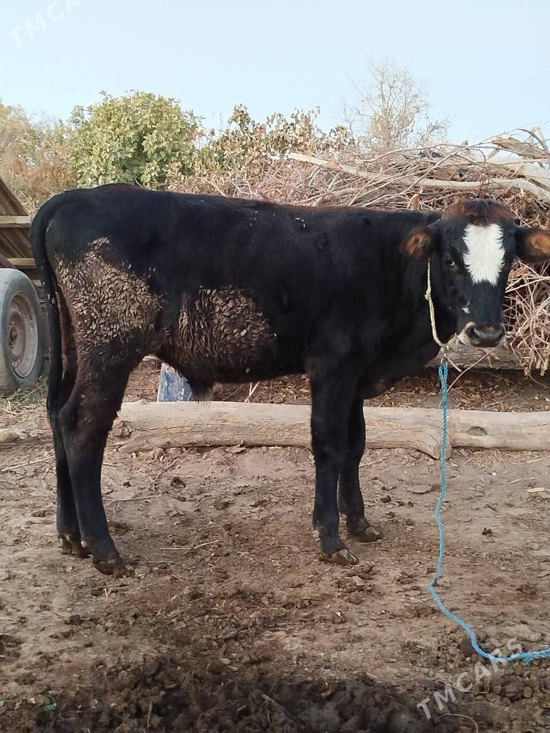 okuz tuwe - Байрамали - img 6