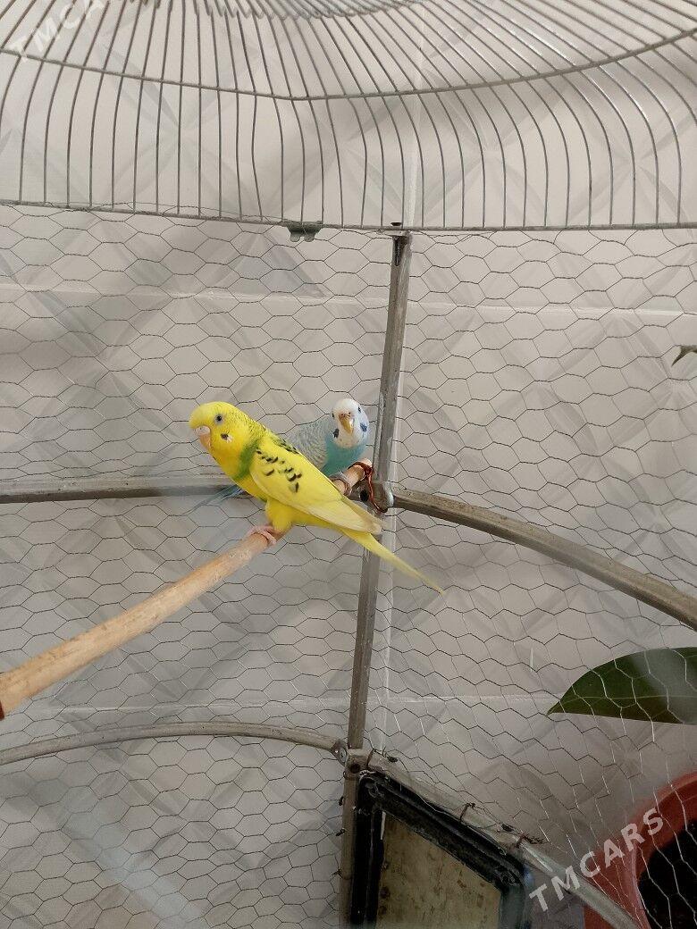 Papugaý guş - Дашогуз - img 2