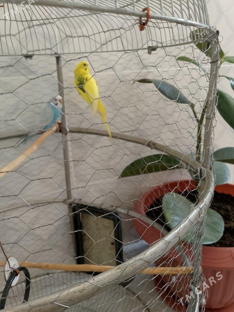 Papugaý guş - Дашогуз - img 3