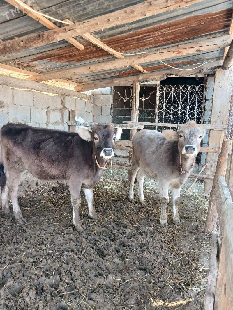 Tuwe - Гёкдепе - img 3