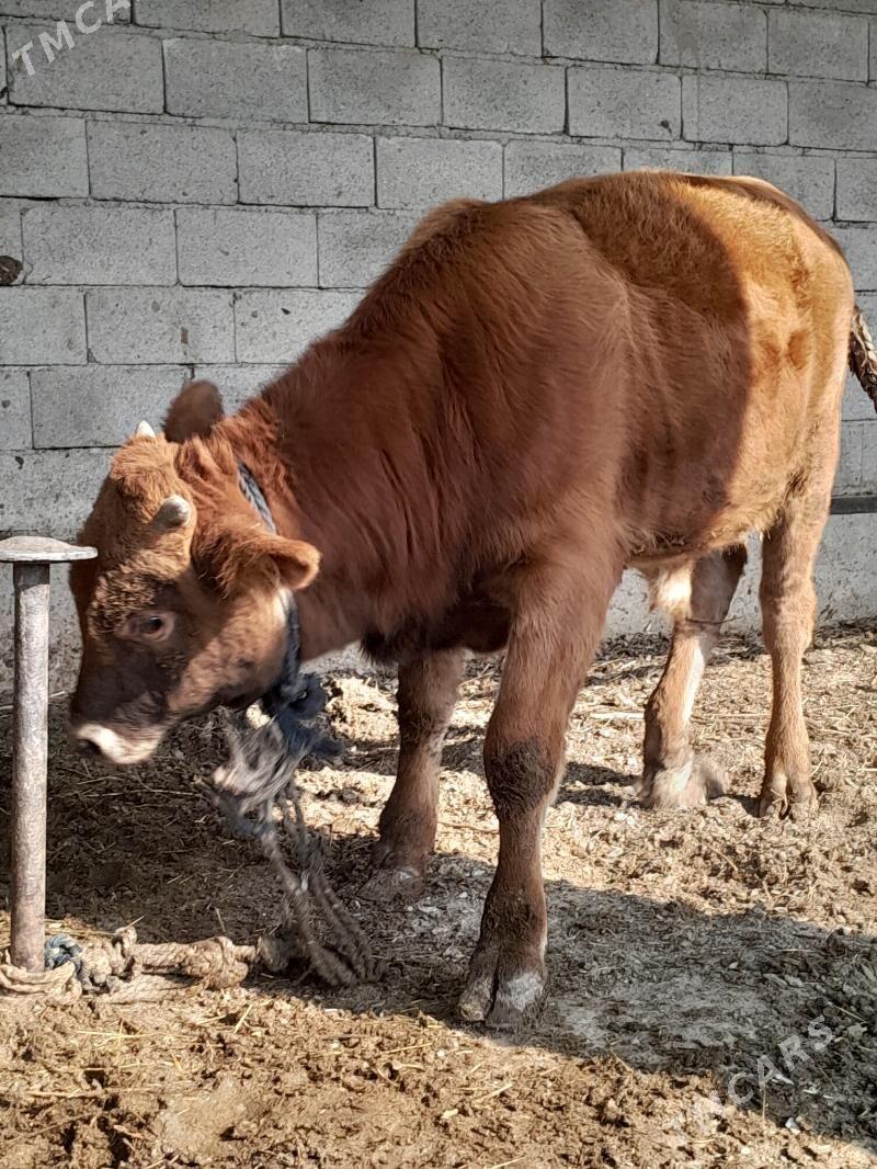 ökùzler. - Бахарден - img 2