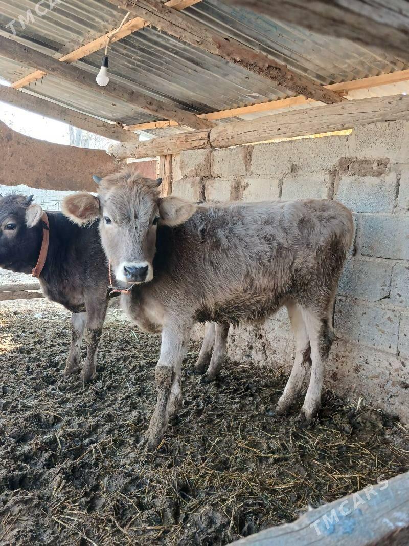 Tuwe - Гёкдепе - img 2