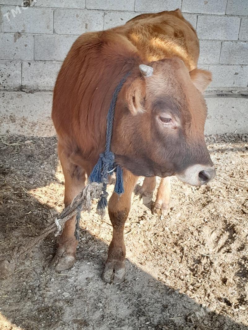 ökùzler. - Бахарден - img 1