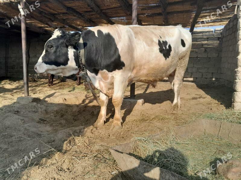 bakylan okuz - Бузмеин - img 3