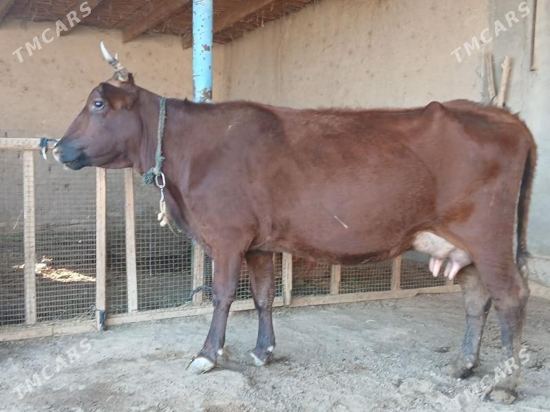 goleli - Векильбазар - img 2