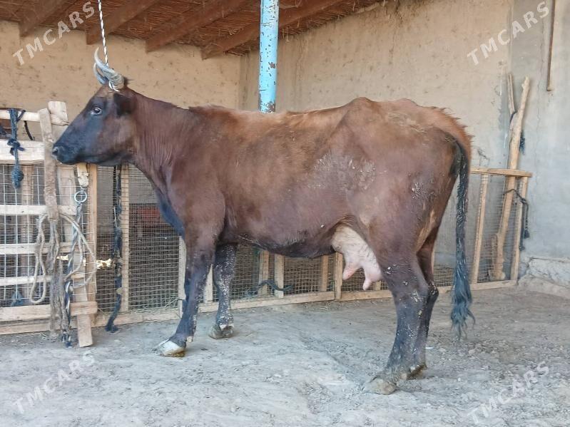 goleli - Wekilbazar - img 6