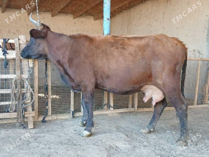 goleli - Wekilbazar - img 4