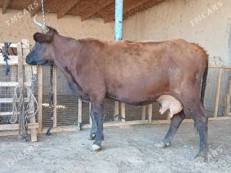 goleli - Wekilbazar - img 3