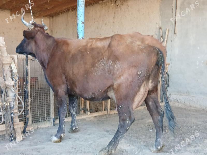 goleli - Wekilbazar - img 5