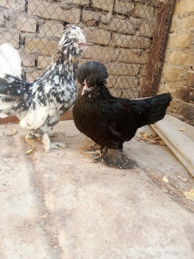 karlik 1parsi - Туркменабат - img 1