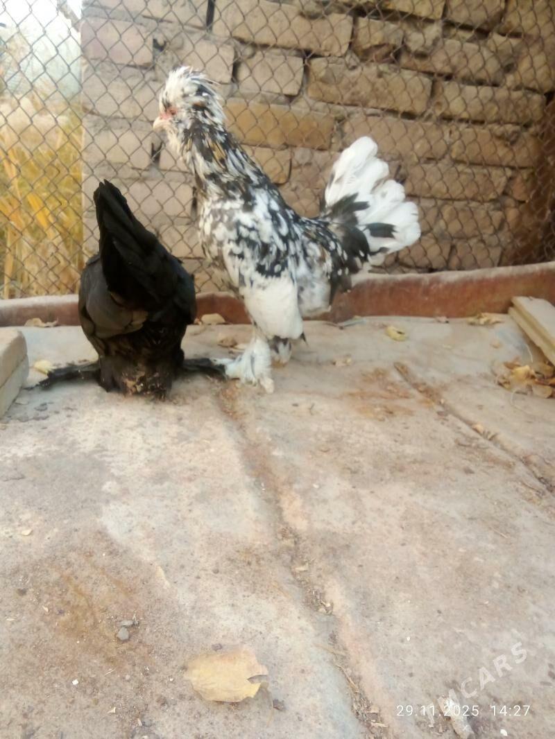 karlik 1parsi - Туркменабат - img 2