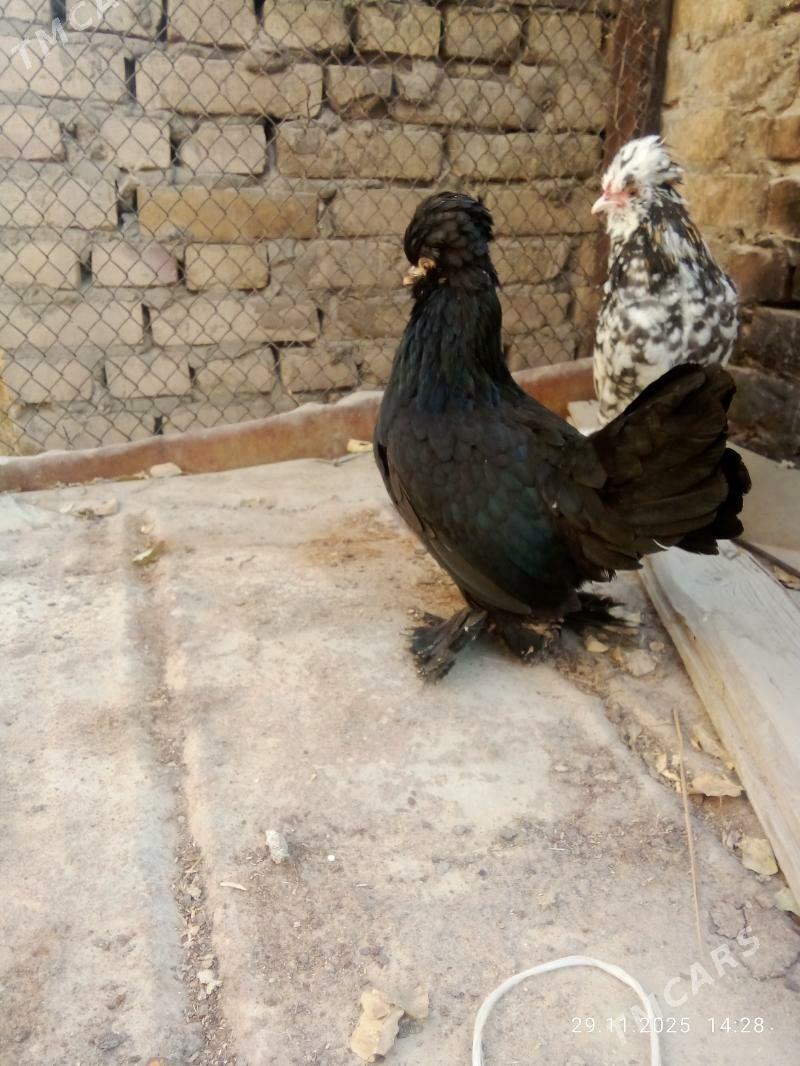 karlik 1parsi - Туркменабат - img 3