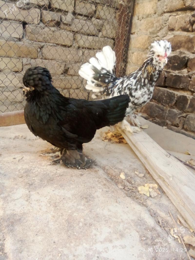 karlik 1parsi - Туркменабат - img 4