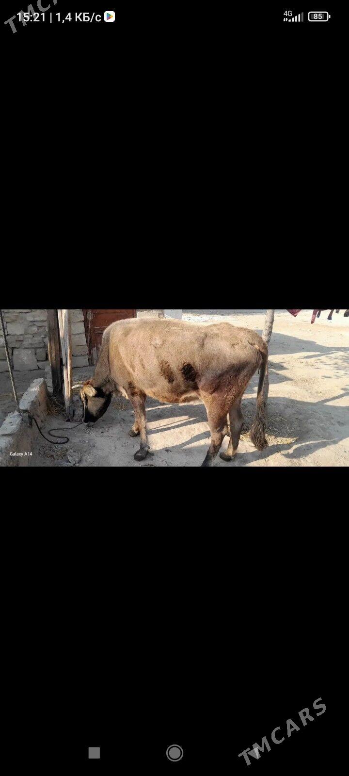 sygyr - Gyzylarbat - img 2