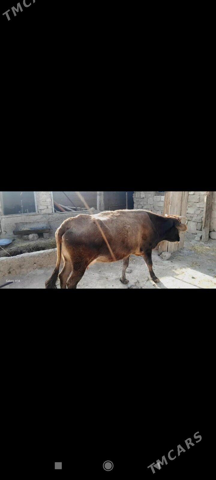 sygyr - Gyzylarbat - img 3