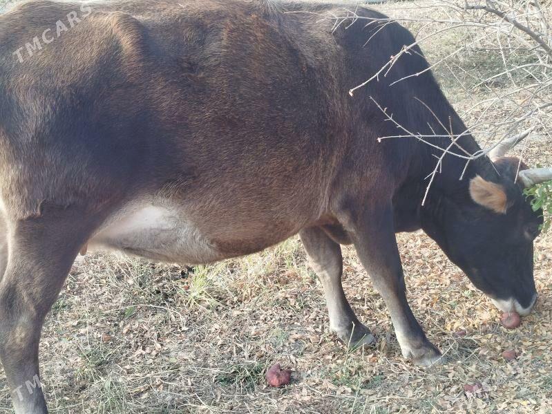 sygyr - Махтумкули - img 4