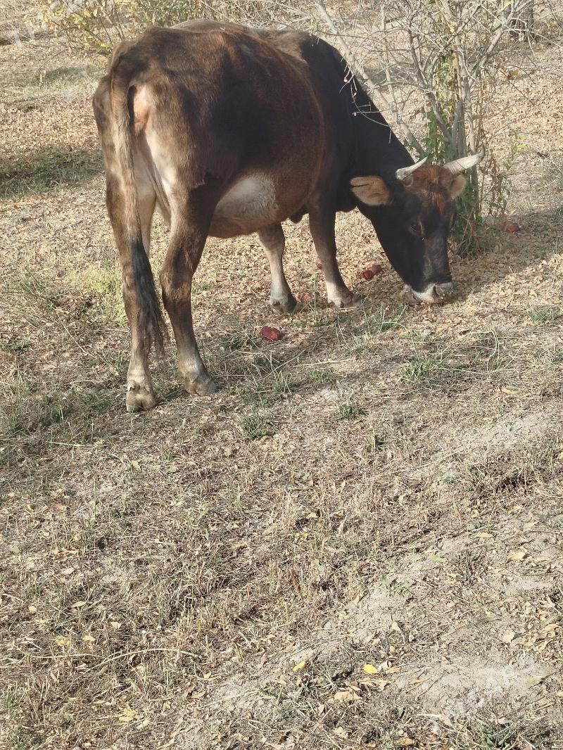 sygyr - Махтумкули - img 3