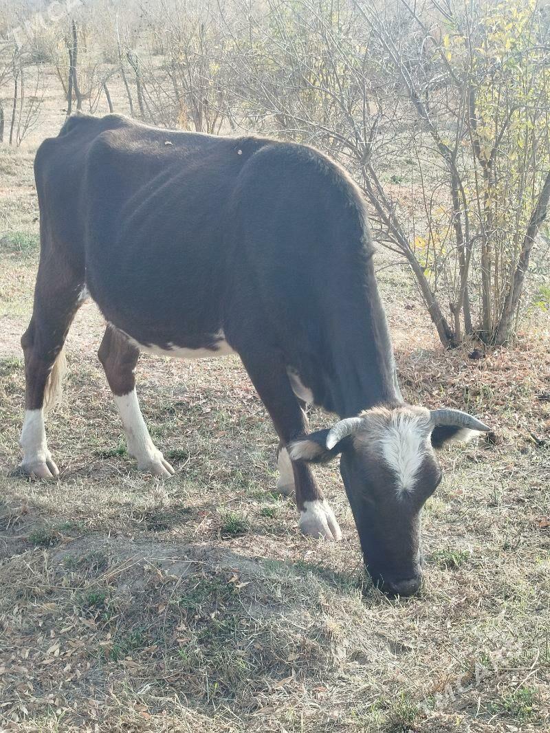 sygyr - Махтумкули - img 2