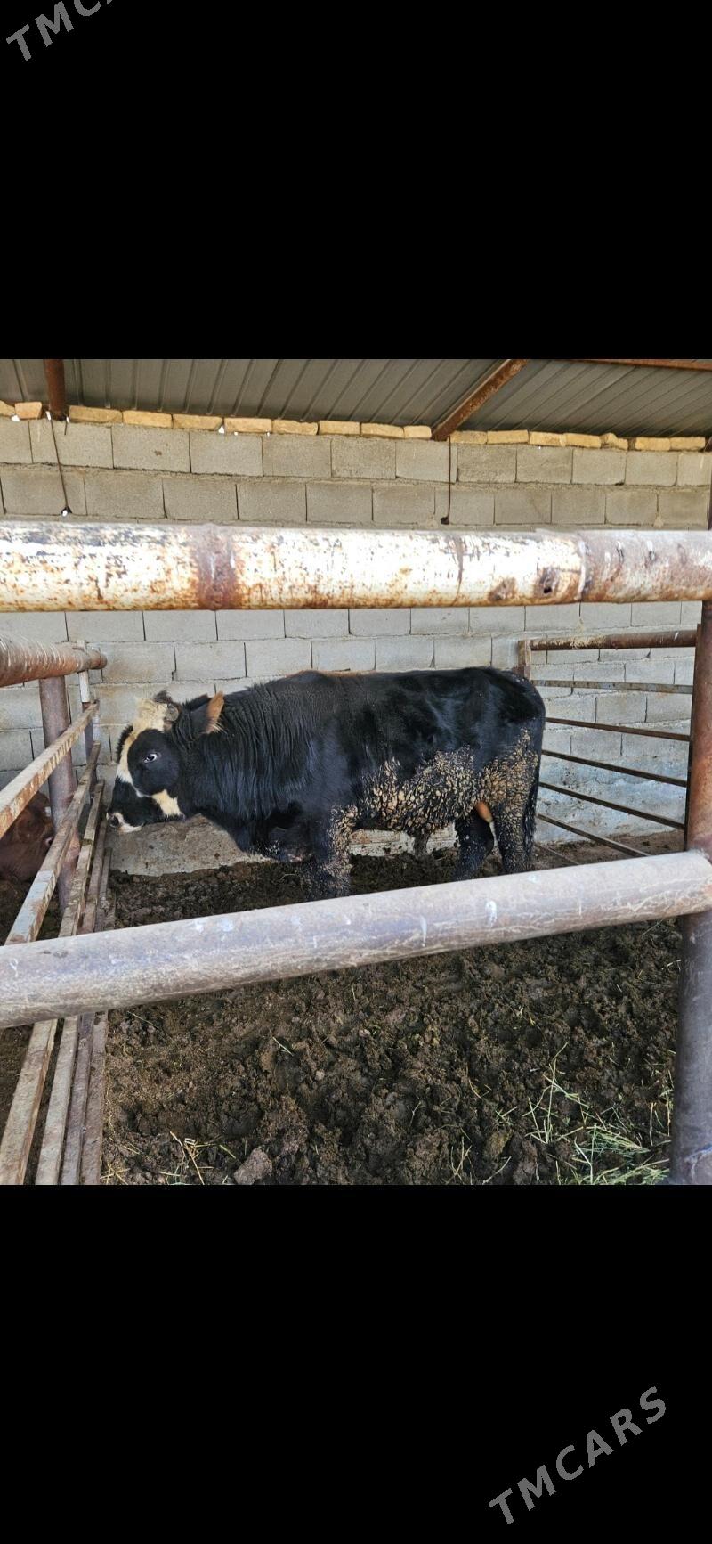 Bakyda Duran Okuz - Багир - img 3