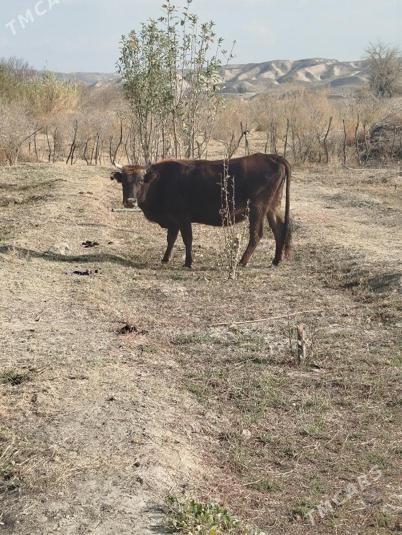 sygyr - Махтумкули - img 6