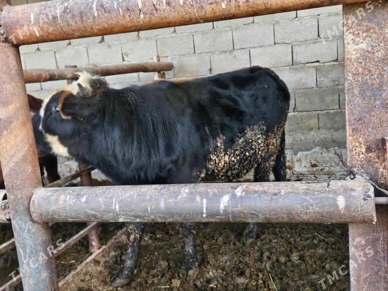 Bakyda Duran Okuz - Багир - img 5