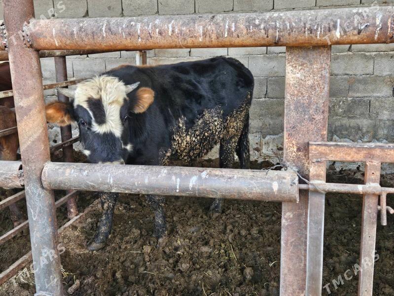 Bakyda Duran Okuz - Багир - img 4