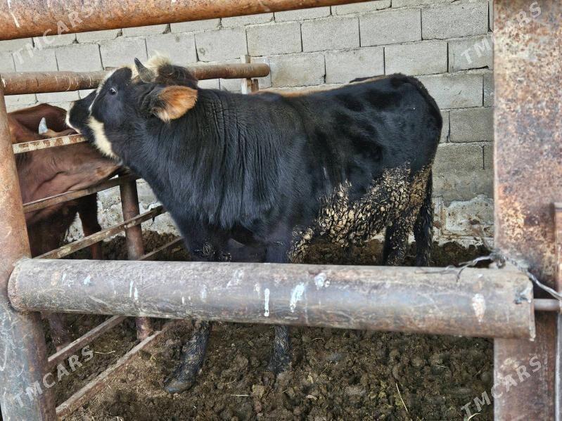 Bakyda Duran Okuz - Багир - img 6