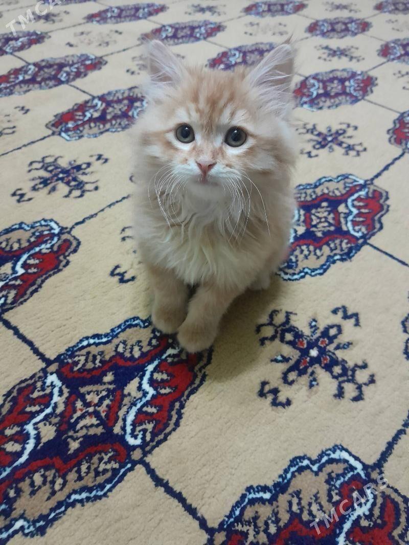 Piśijek - Nebitgaz (Andalib-Ankara köç.) - img 2