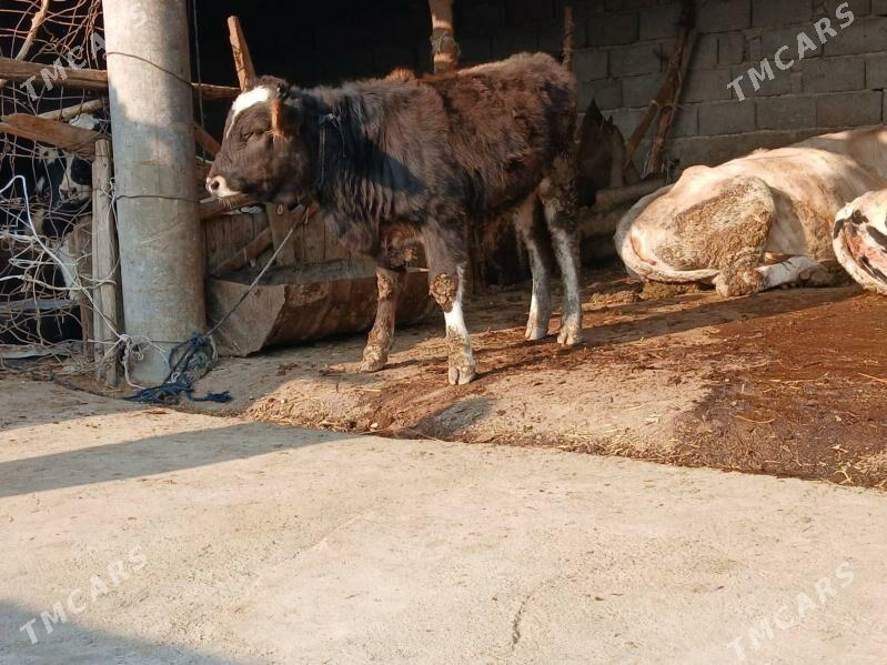 sygyr - Бахарден - img 3