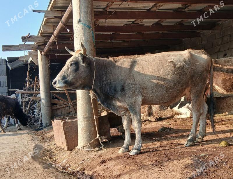 sygyr - Бахарден - img 2