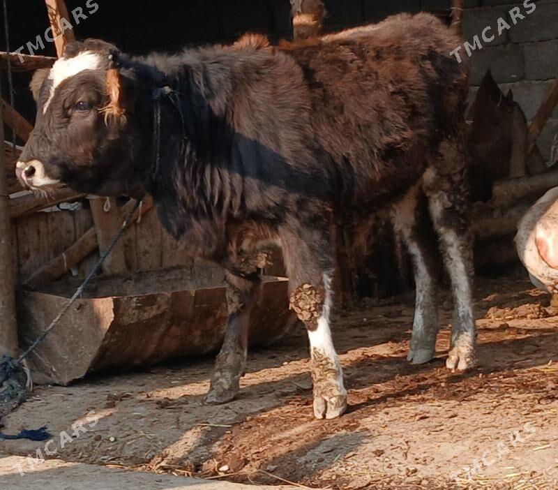 sygyr - Бахарден - img 4