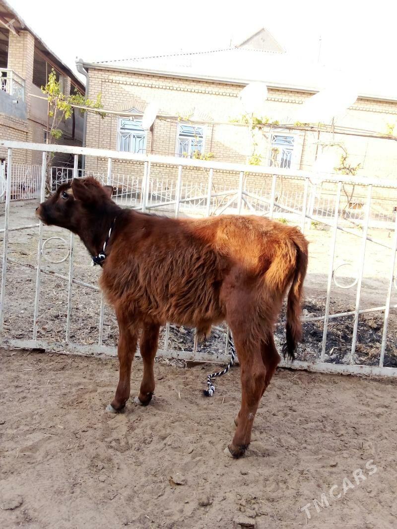 Göle - Мары - img 4