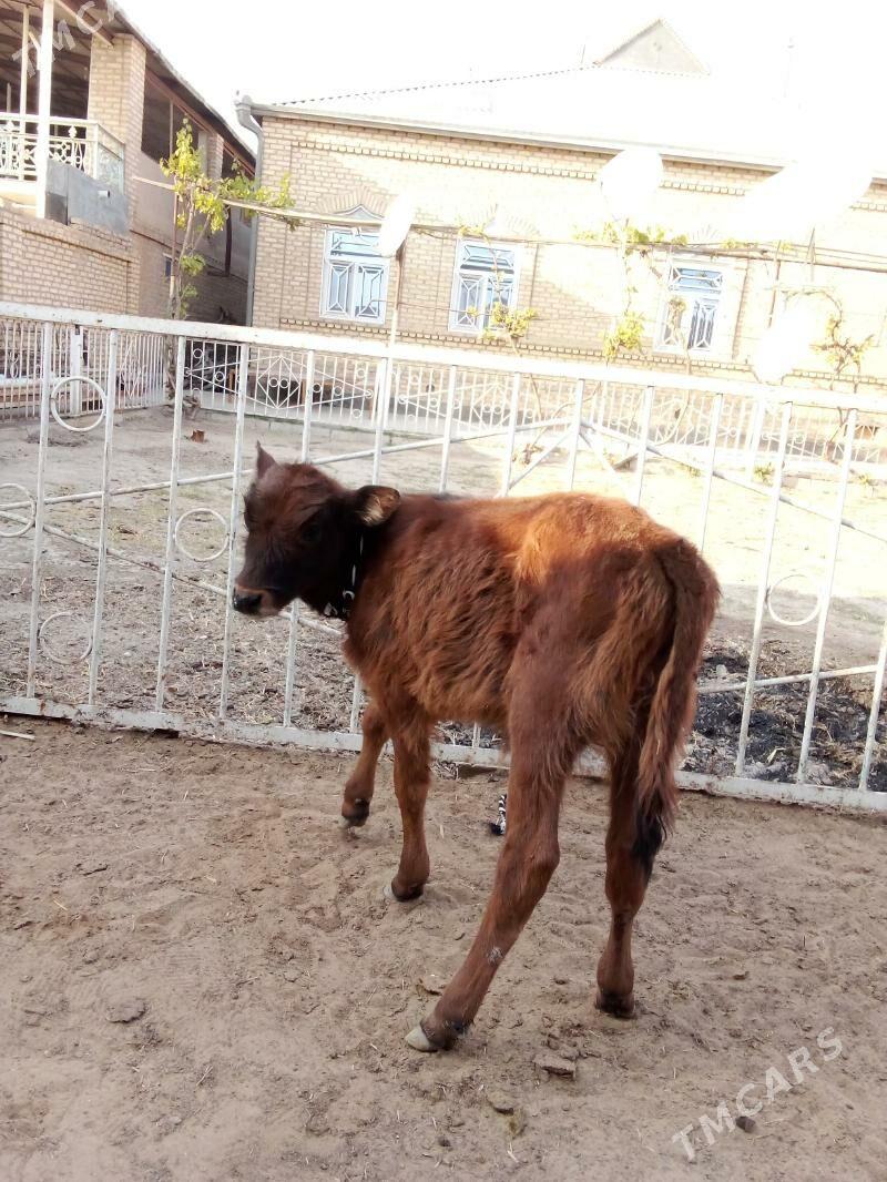 Göle - Мары - img 3