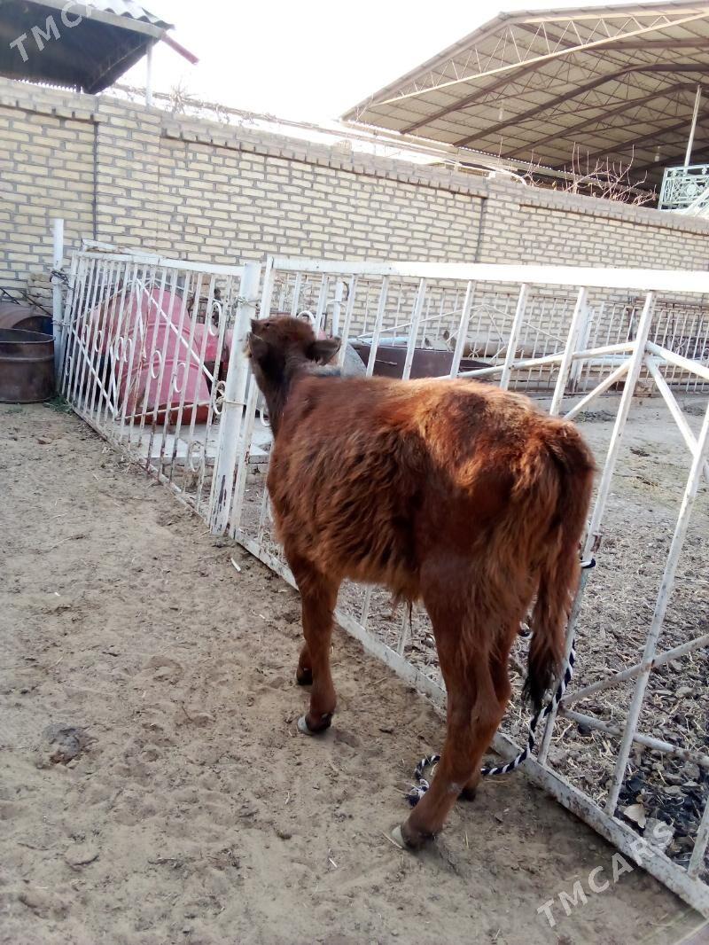 Göle - Мары - img 5