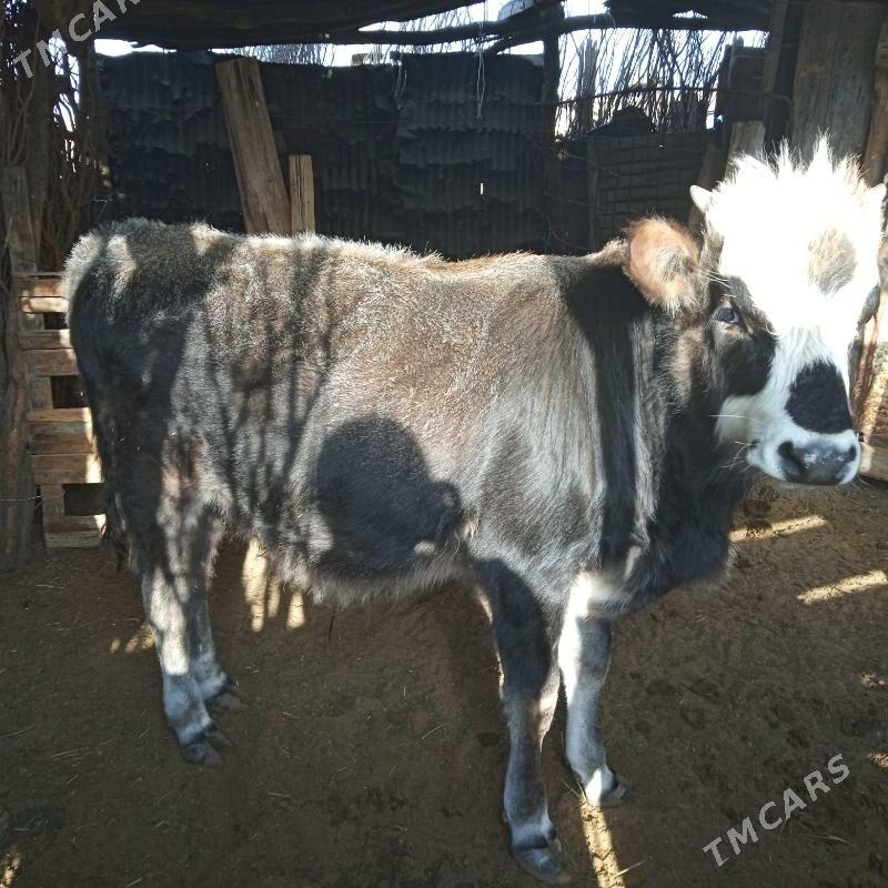 okiz - Туркменбаши - img 2