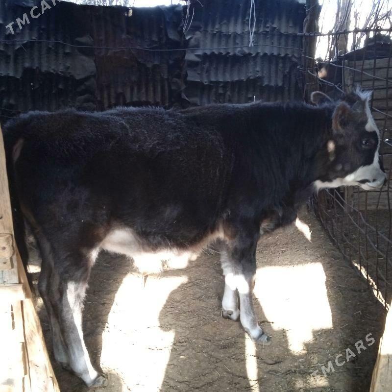 okiz - Туркменбаши - img 3