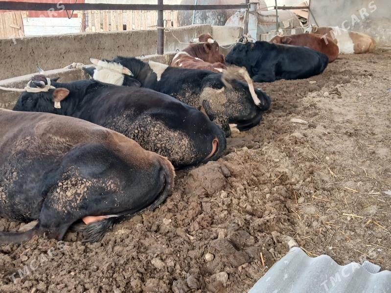 окуз гачарлар - Балканабат - img 4