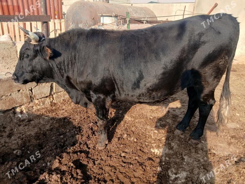 окуз гачарлар - Балканабат - img 7