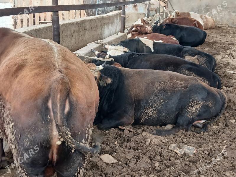 окуз гачарлар - Балканабат - img 2