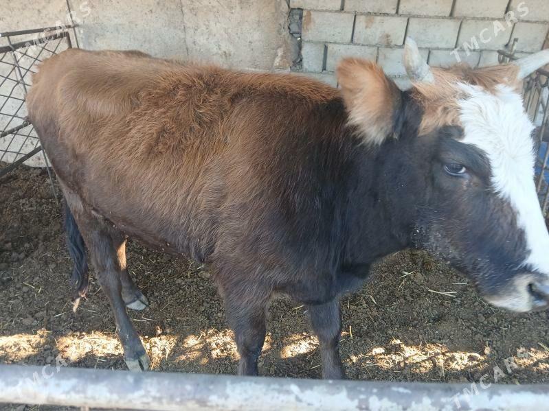 окуз гачарлар - Балканабат - img 5