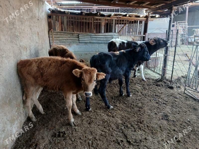 окуз гачарлар - Балканабат - img 6