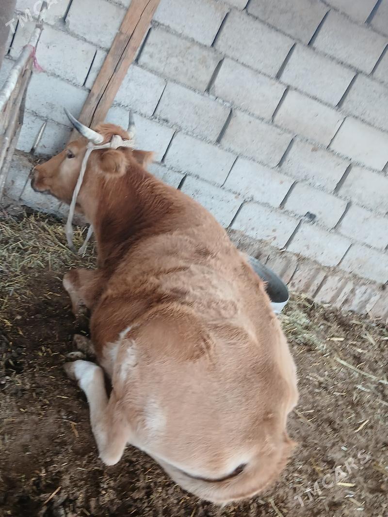 окуз гачарлар - Балканабат - img 3