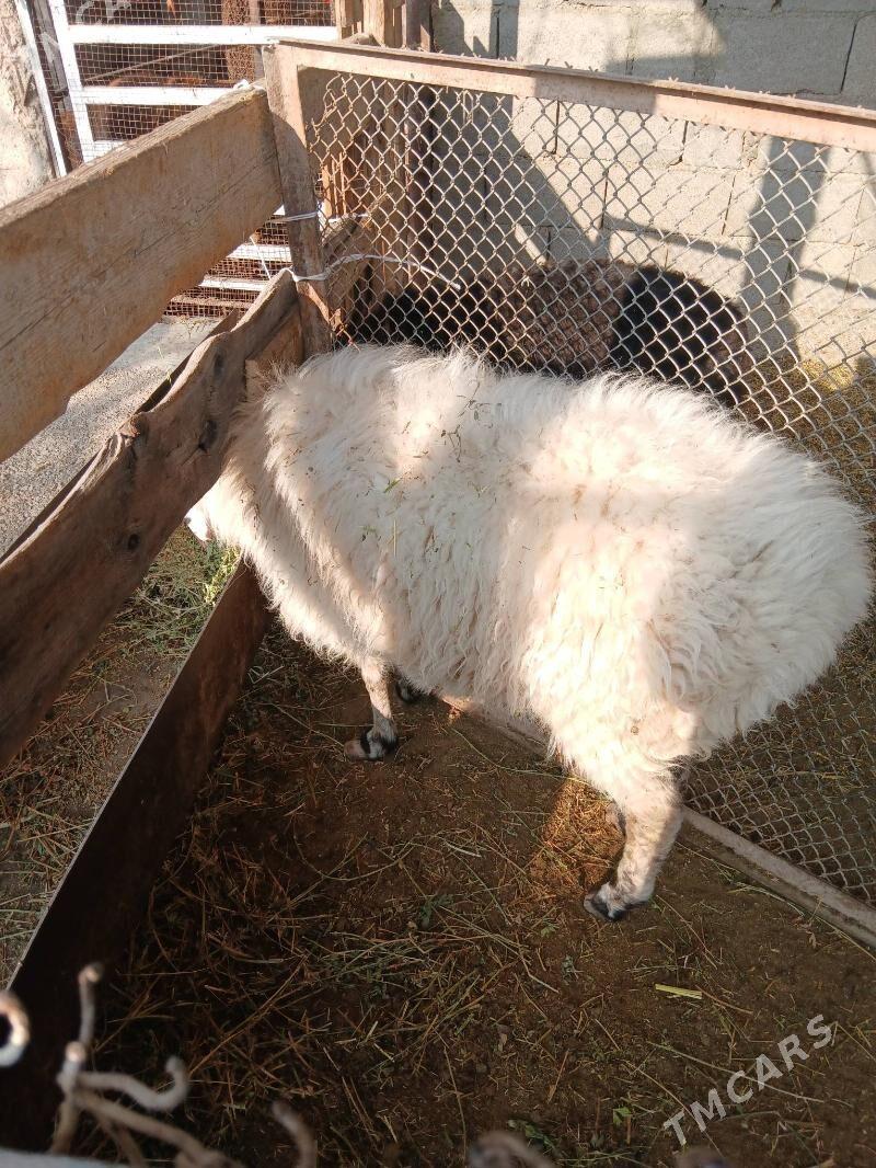 Goyun - Aşgabat - img 3